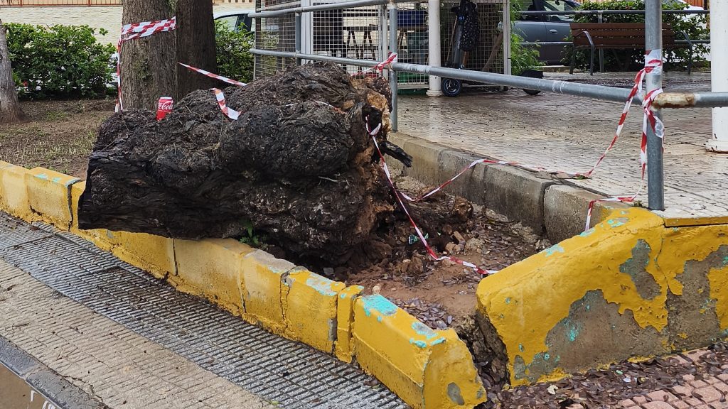 Seguimiento de mantenimiento : Árbol caído y bordillo