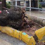 Seguimiento de mantenimiento : Árbol caído y bordillo